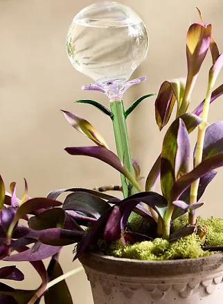 Hand-Blown Glass Botanical Watering Globe — Mother's Day gift for a grandmother, shoppable idea