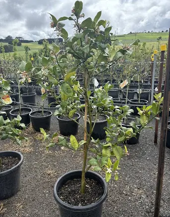 Indulgent Potted Meyer Lemon Tree — Mother's Day gift for your mother in law, shoppable idea