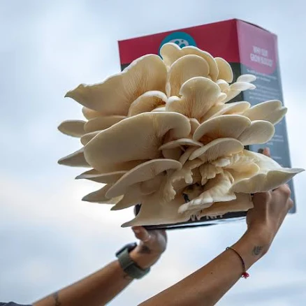 Artisan Mushroom Foraging & Growing Kit — Mother's Day gift for your mother in law, shoppable idea