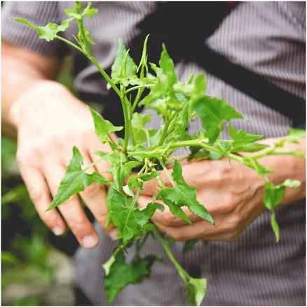 Foraging & Wild Edibles Identification Class Experience — Mother's Day gift for your wife from her husband — shoppable idea
