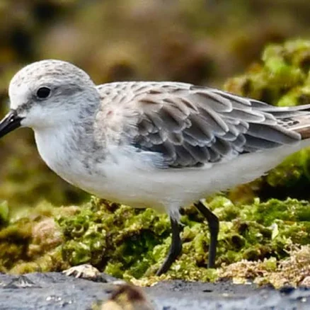 Private Sunrise Bird-Watching & Botany Guided Tour — Mother's Day gift for your wife from her husband — shoppable idea